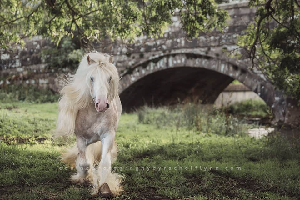Equine Photography by Rachel Flynn